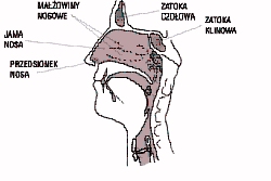 Budowa nosa